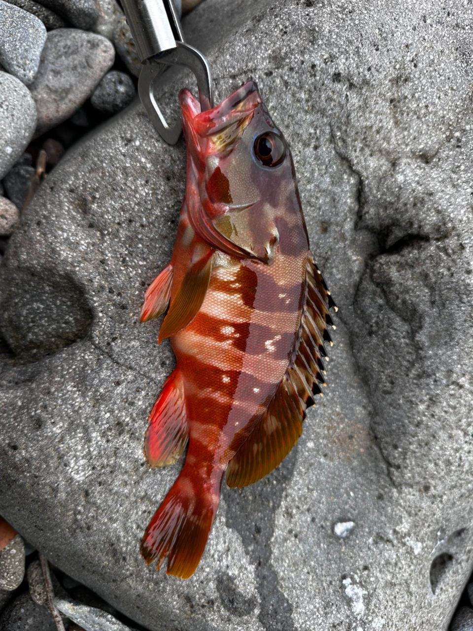 アカハタ
