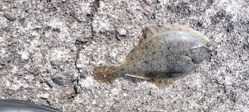 カレイの釣果
