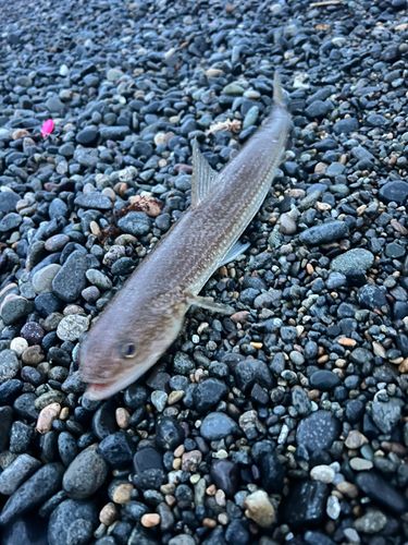 エソの釣果