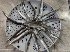カマスの釣果