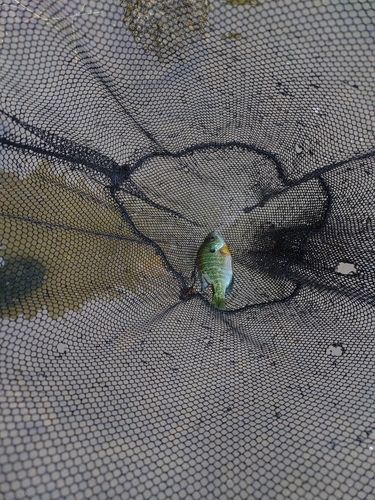 ブルーギルの釣果