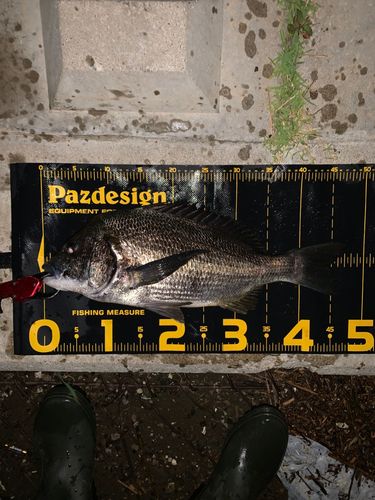 チヌの釣果