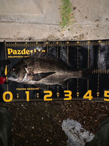 チヌの釣果