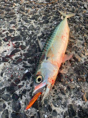 サバの釣果