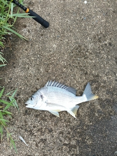 キビレの釣果