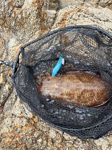 モンゴウイカの釣果