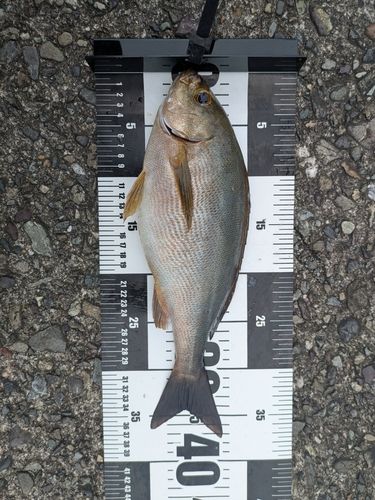 イサキの釣果