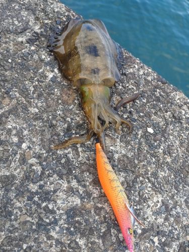 アオリイカの釣果