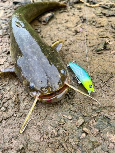 ナマズの釣果