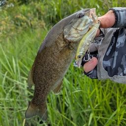 スモールマウスバス