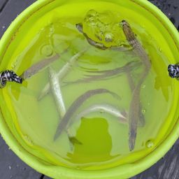 カマス