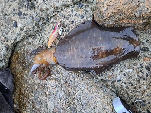 アオリイカの釣果