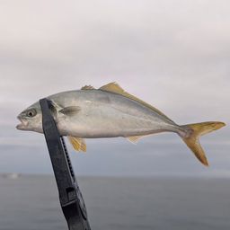 ワカシ