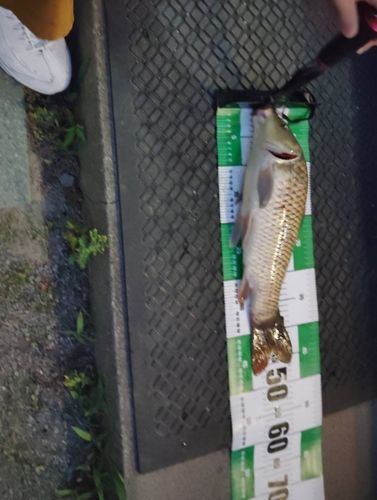 コイの釣果
