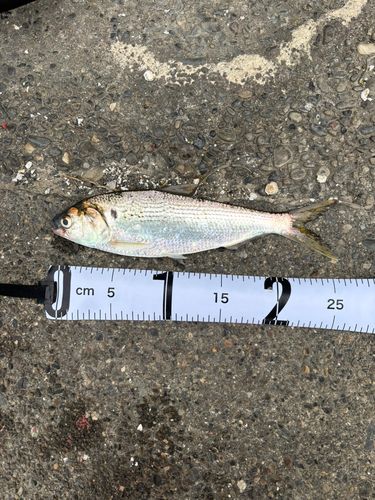 コノシロの釣果