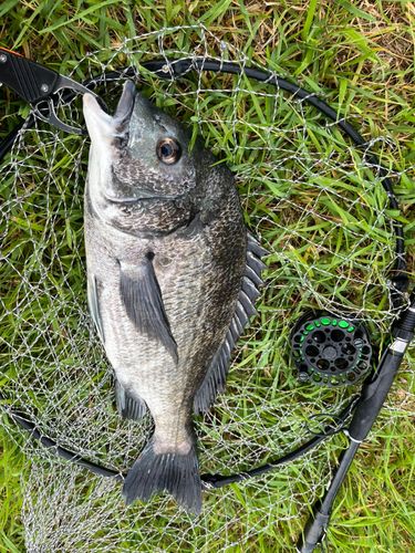 チヌの釣果