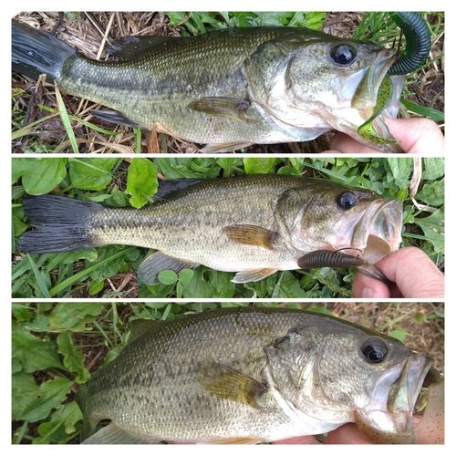 ラージマウスバスの釣果