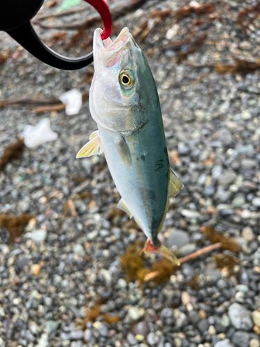 ワカシの釣果