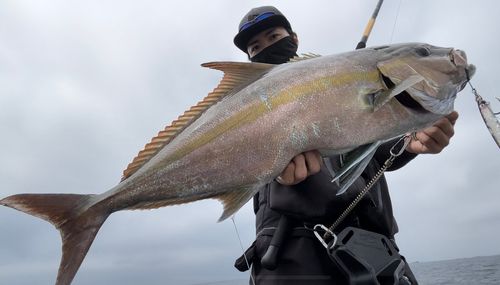 ヒレナガカンパチの釣果