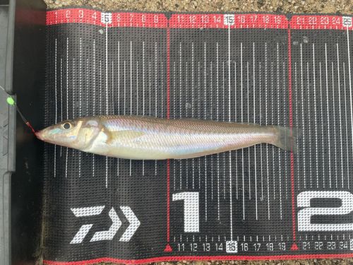 シロギスの釣果