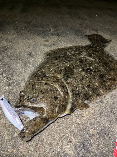 ヒラメの釣果