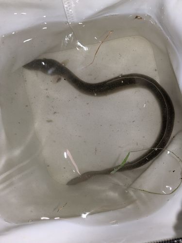ニホンウナギの釣果