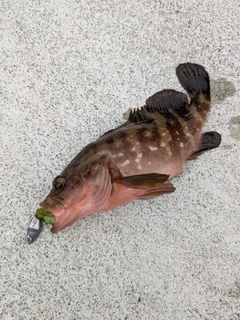 アコウの釣果