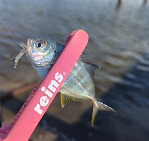 ギンガメアジの釣果