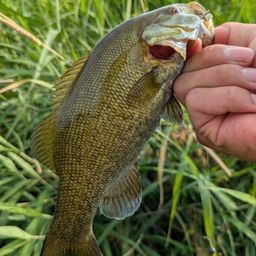 スモールマウスバス