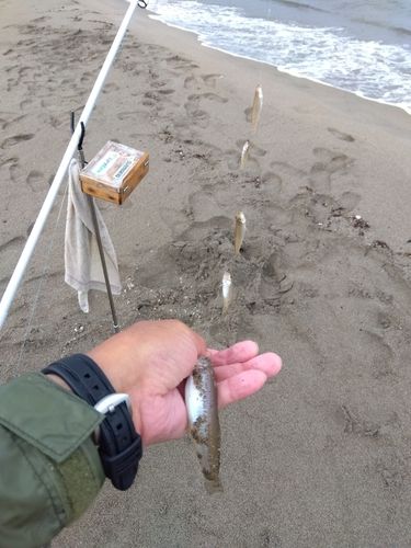 キスの釣果