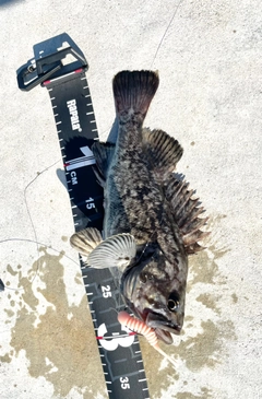 クロソイの釣果