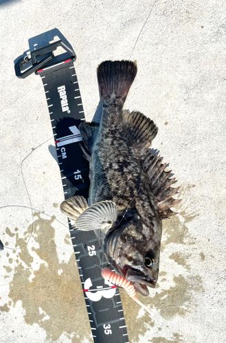 クロソイの釣果