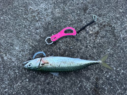 サバの釣果
