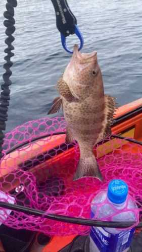 オオモンハタの釣果
