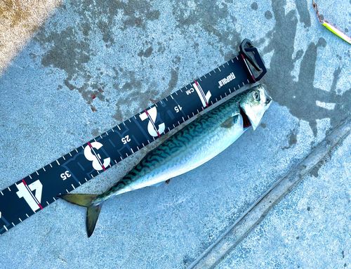 サバの釣果