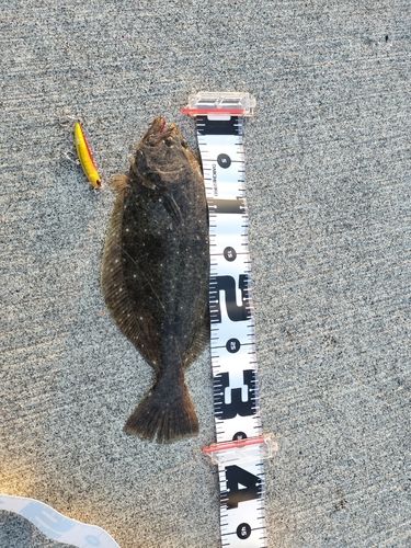 ヒラメの釣果