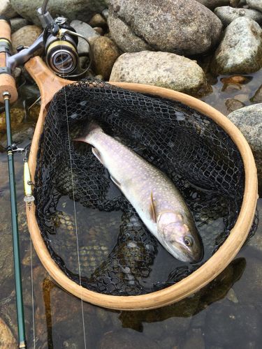 イワナの釣果