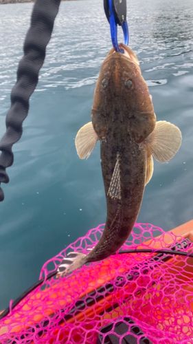 マゴチの釣果