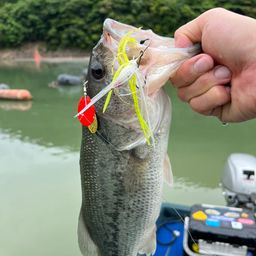 ブラックバス
