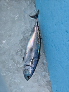 マルソウダの釣果
