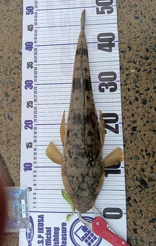 マゴチの釣果
