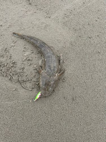 マゴチの釣果