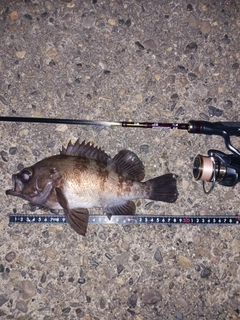 メバルの釣果