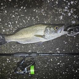 セイゴ（ヒラスズキ）