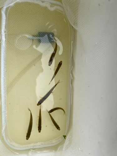 クチボソの釣果