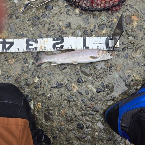 イワナの釣果