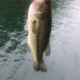 スモールマウスバス