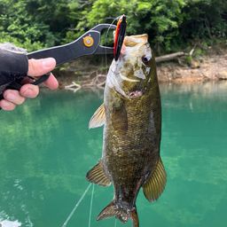 スモールマウスバス