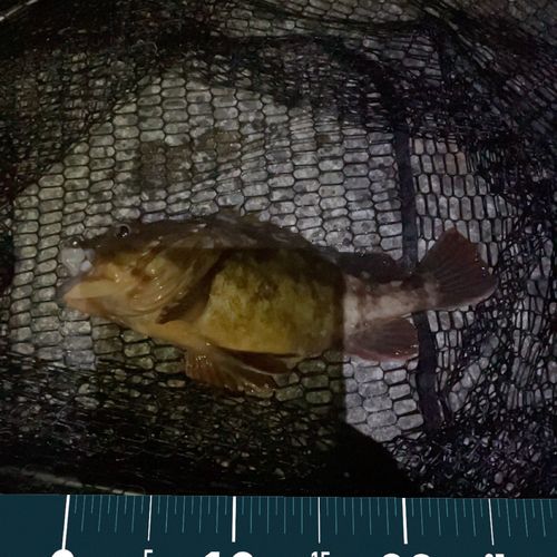 タケノコメバルの釣果
