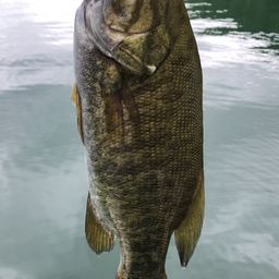 スモールマウスバス